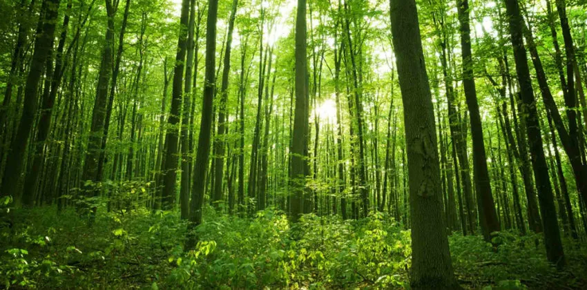 Bosque nativo chileno, imagen de referencia del compromiso ambiental de EAS